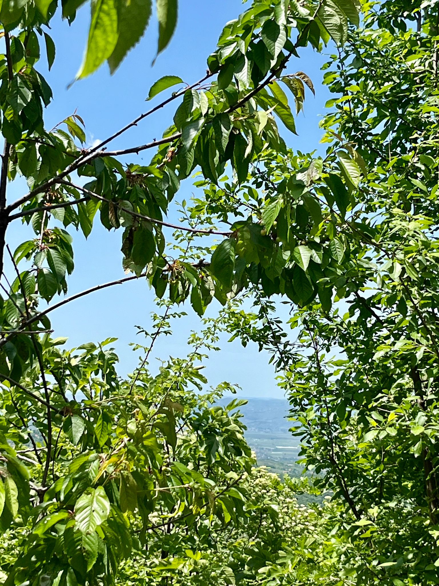 Üppiges grünes Laub in den Bergen Albaniens
